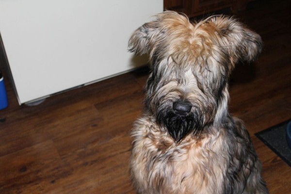 Liberty the Briard