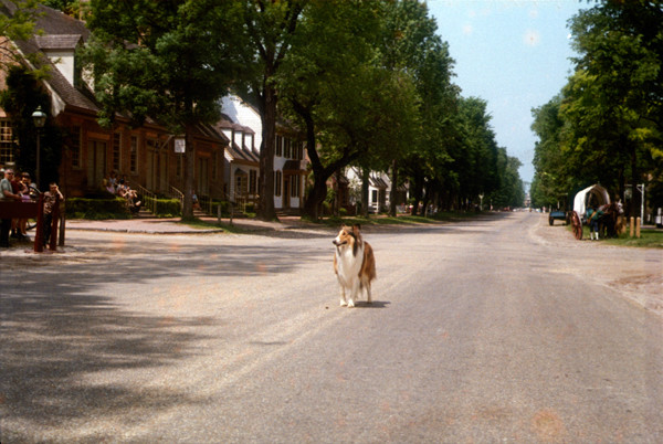 "Lassie" films an episode in Williamsburg.