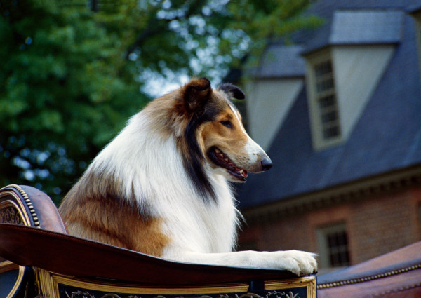 Television, Lassie