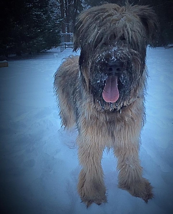 Liberty enjoys her first big snowfall