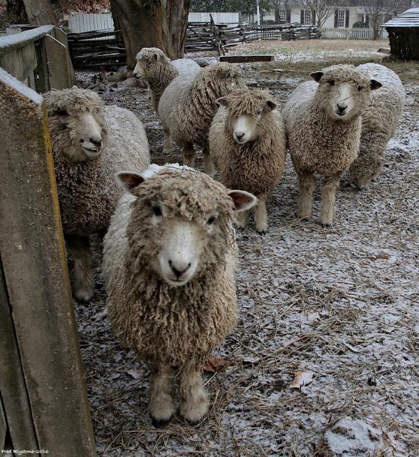 Sheep in snow by Fred Blystone Jan 2016