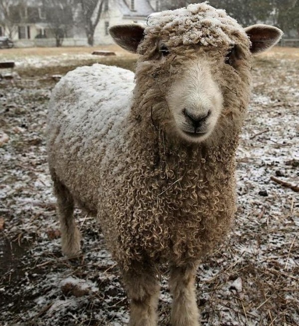 Sheep in snow by Fred Blystone Jan 2016