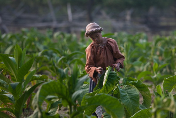 A Young slave works in the tobacco field