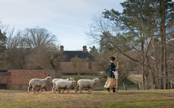 Layne Anderson with rams (male sheep) in the pasture behind the Gaol in Winter. Shot for Social Media. MODEL RELEASED