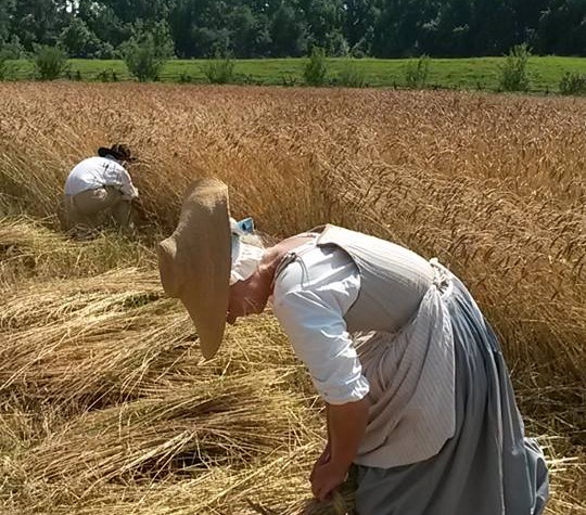 Harvesting wheat at Great Hopes Plantation 2015