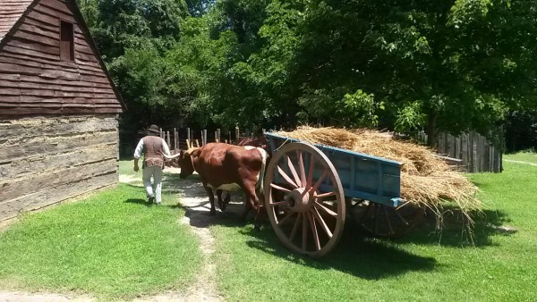 Great Hopes farmers deliver wheat to military encampment 2015