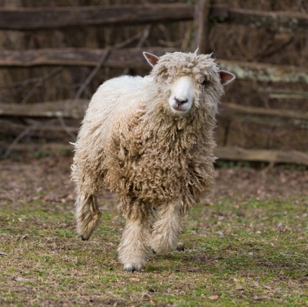 #1520 (sheep's number) Layne Anderson with rams (male sheep) in the pasture behind the Gaol in Winter. Shot for Social Media. MODEL RELEASED