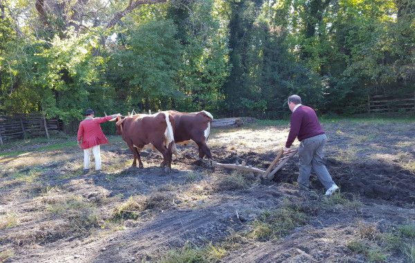 Historic Farmer Ed Schultz leads as Bill Sullivan plows at Great Hopes Plantation, fall 2015