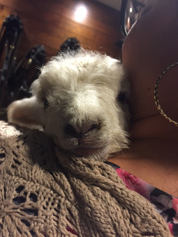 Edmund the lamb