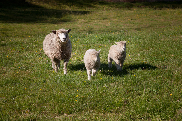 Library and Corporate Archives team announcing the names of two of the new lambs at the pasture at Nassau and Frances St. Lambs were named Elaine and Shirley.