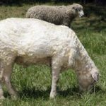 Sheep Shearing - pasture near the Gaol