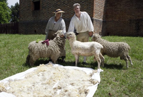 Sheep Shearing - pasture near the Gaol