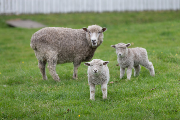 Taliaferro-Cole pasture with twin lambs and their mother in the Taliaferro-Cole pasture with Elaine Shirley from Coach & Livestock. Shot for Sheep Week