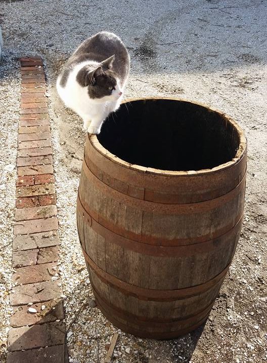 Sir Thomas Grey inspects egg incubator barrel