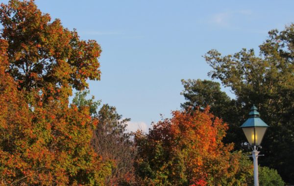 arden-billings-colorful-trees