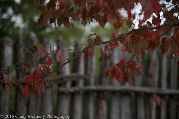 cindy-mcenery-leaves