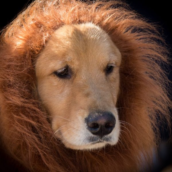 lion-costume-contest