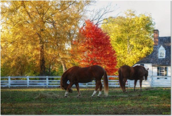 marilyn-fall-horses