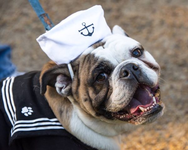 sailor-dogs-of-dog-street