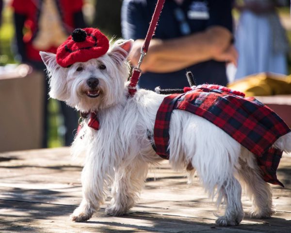 scottie-dog-dogs-of-dog-street