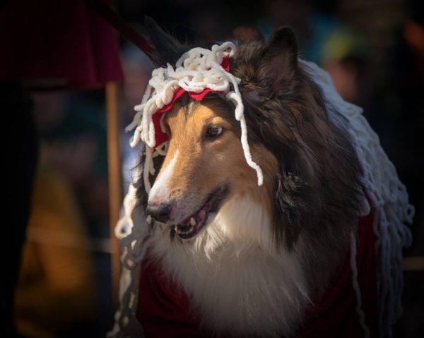 spaghetti-and-meatballs-costume-contest