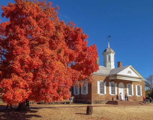 wilson-futrell-courthouse-tree