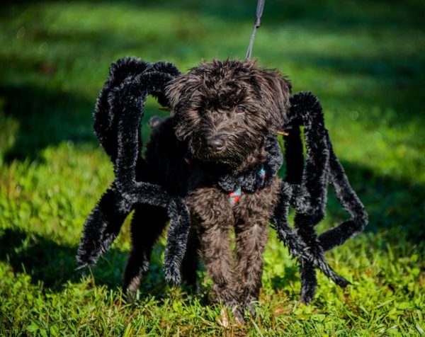 black-widow-dog-costume