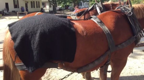 carriage-horse-blanket