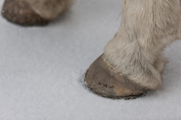 Horse in winter snow