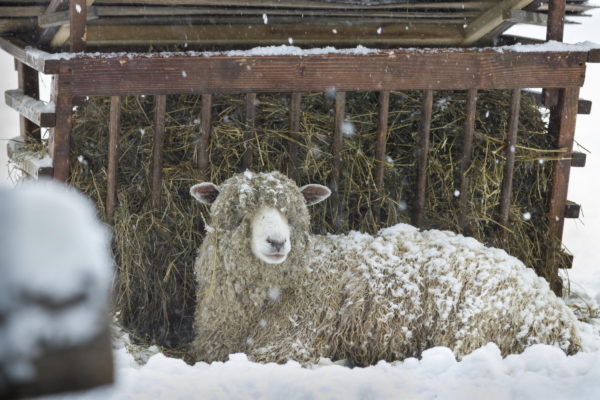 Sheep in Winter snowfall