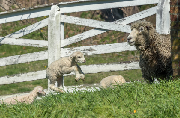 Lamb and sheep, March 2017. Photo by Wayne Reynolds