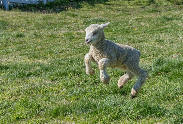 Lamb, March 2017. Photo by Wayne Reynolds