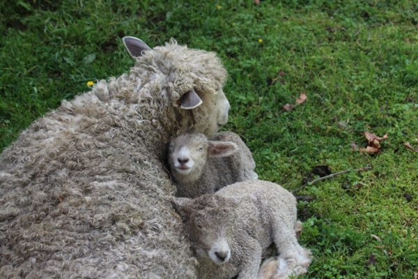 Lamb cuddled to momma