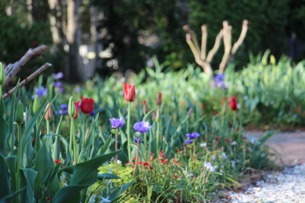 Garden in Spring, flowers, spring,