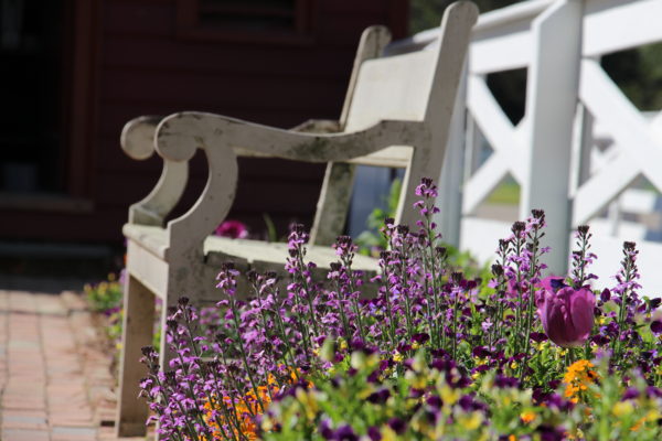 Bench in spring, flowers, peaceful, garden