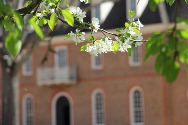 Capital with flowers in front of it, flowers, spring, capital