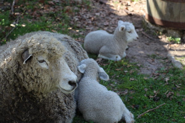 sheep minding lambs, sheep. lambs, srping