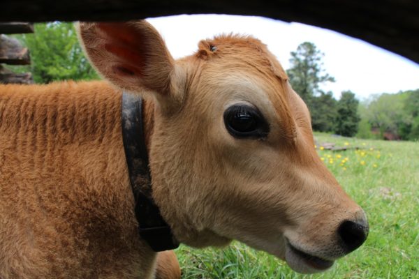 Savannah's calf April 2017