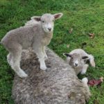 Lamb on momma back & sibling