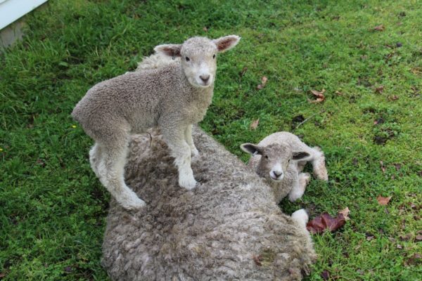 Lamb on momma back & sibling