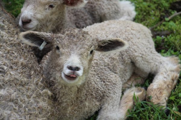 Lamb tongue out