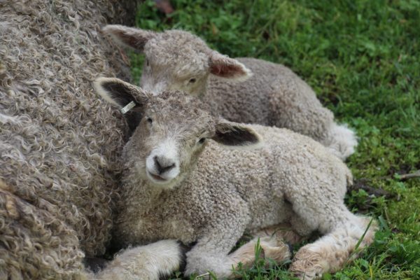 Lambs cuddling