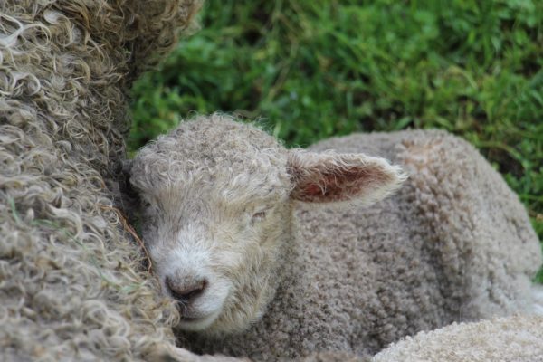 Lambs snuggled up close