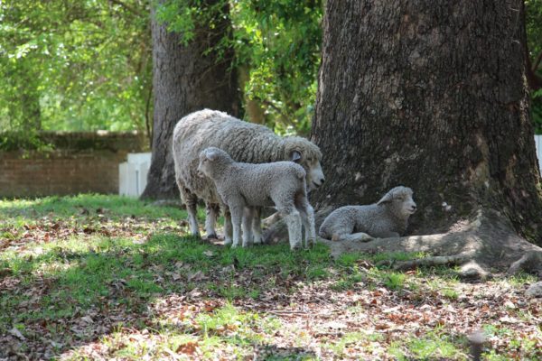 Sunlight mom with lambs